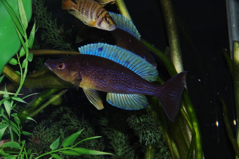 Cyprichromis microlepidotus 'Milima Island'